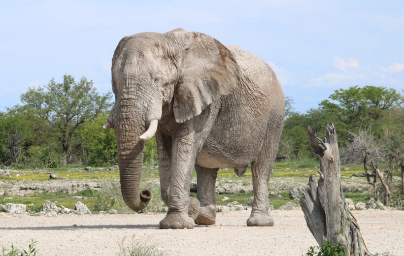 Kenya explorer: 6-day budget bronze adventure