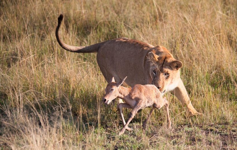 3-Day Budget Safari in Maasai Mara