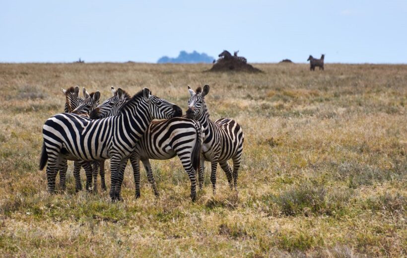 Kenya's Best Explorers Safari