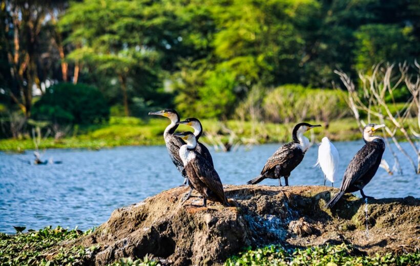 Kenya's hidden gems: 4-day budget golden safari