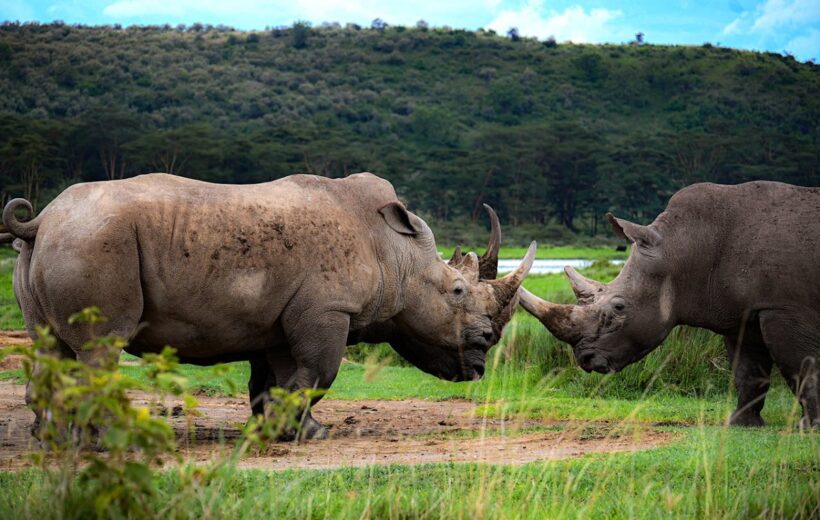Kenya Safari: North, Central & Southern Adventures