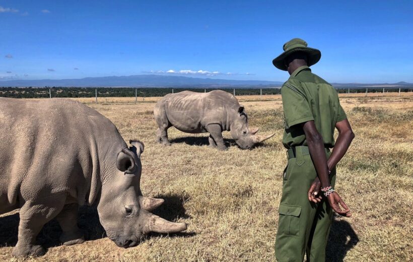 The Ultimate Migratory Safari
