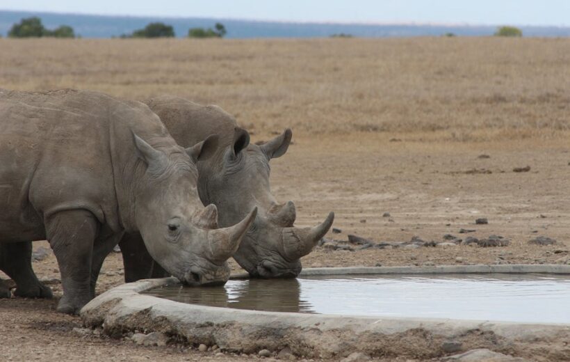 Budget Silver Safari: Explore Samburu, Lake Nakuru, and Maasai Mara