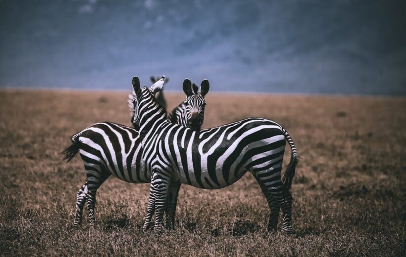 Kenya Wildlife Safari Discovery Tour