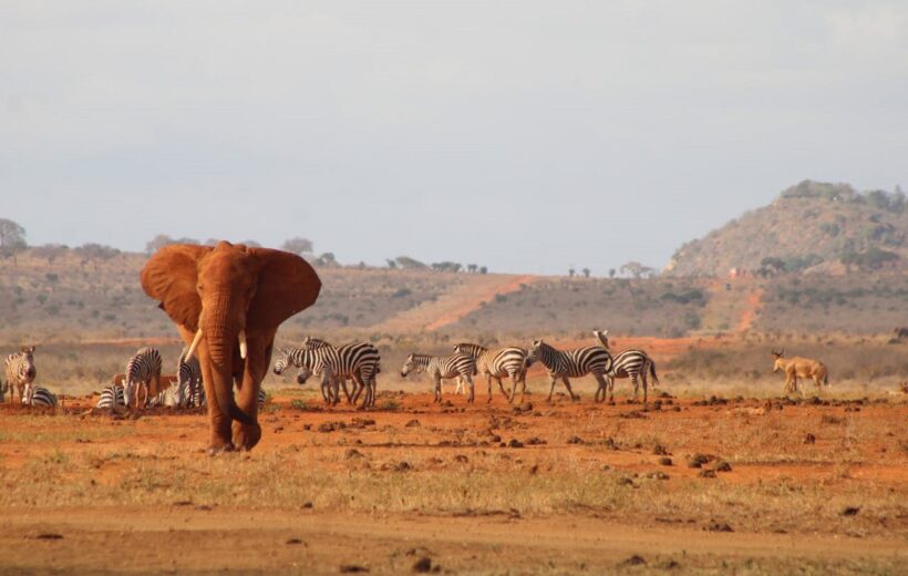 Peaks & The Beach – Kenya Safari