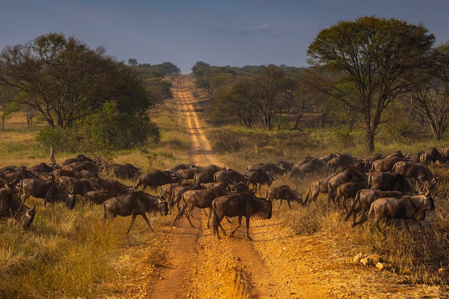 Photo Safaris
