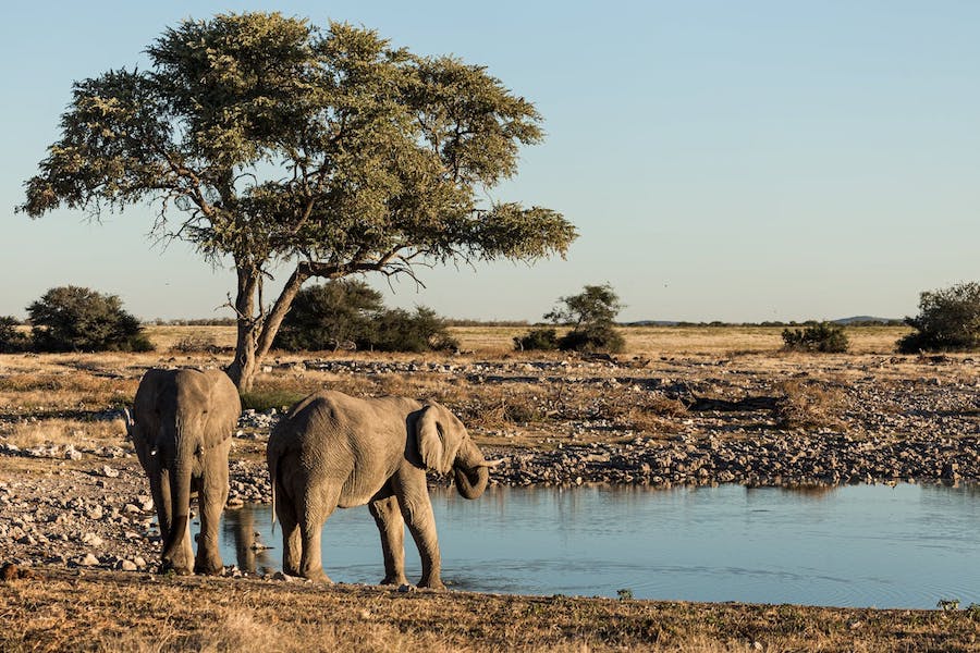 Scenic Safaris