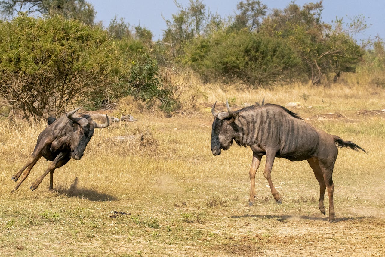 Wildlife Safaris